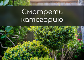 Уфа Магазин Саженцев